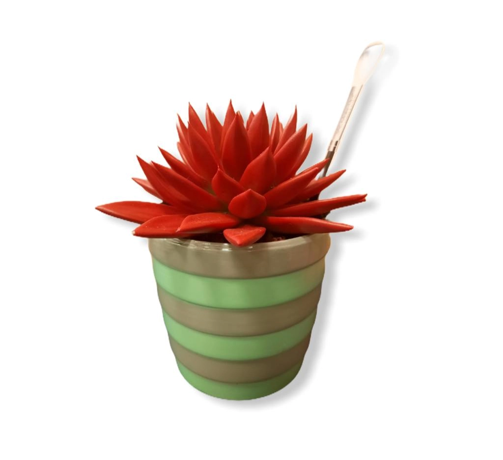 Echeveria Premium Pt 11
