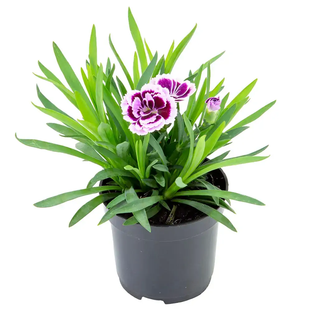 Dianthus Pink Kisses Pt 06