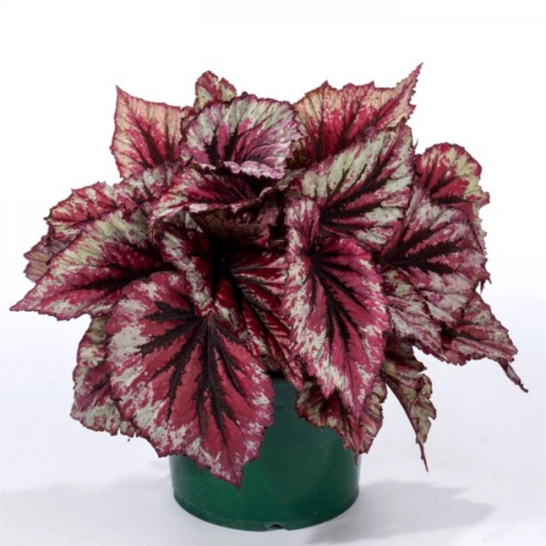 Begonia Rex Pt 14