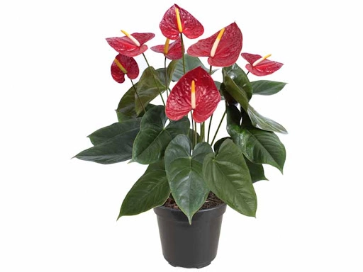 Anthurium Pt 19