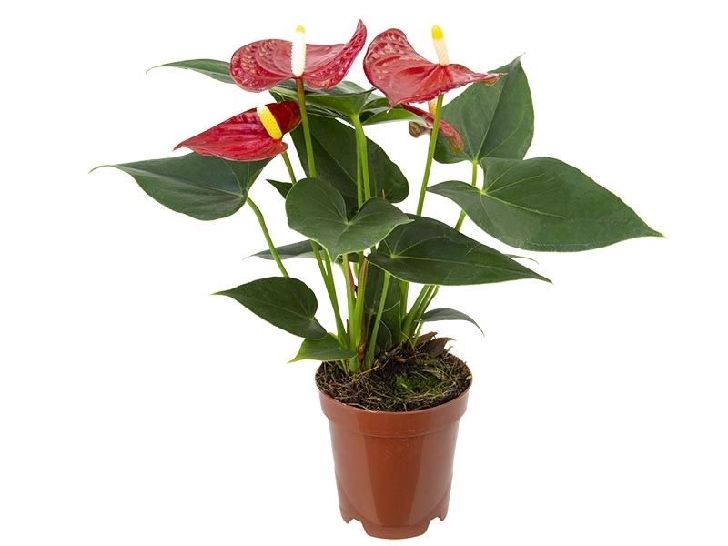 Anthurium Red Bambino P09 Un