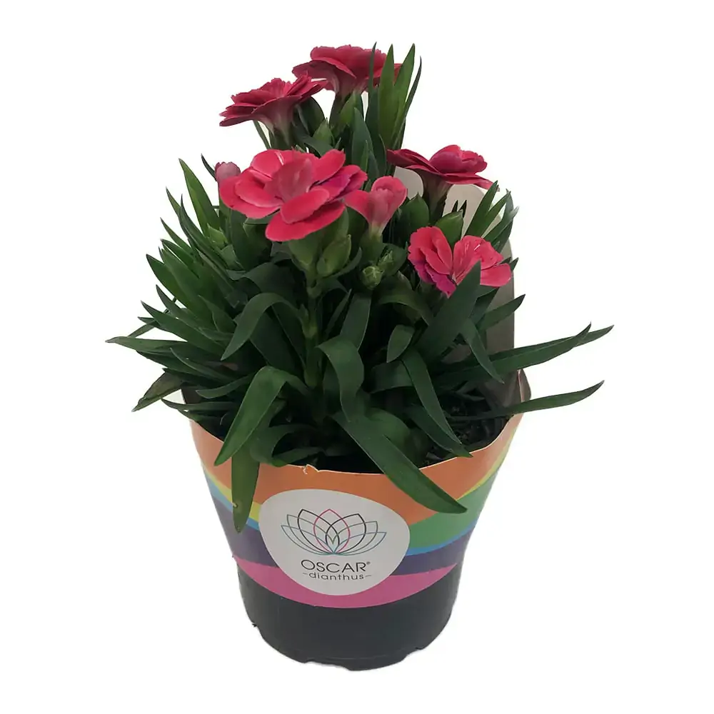Dianthus Dobrado P11 Un