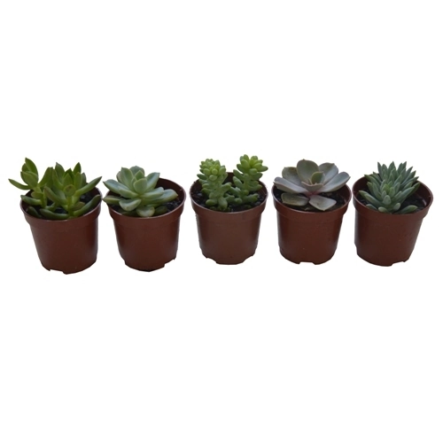 Suculenta Mini Pt06