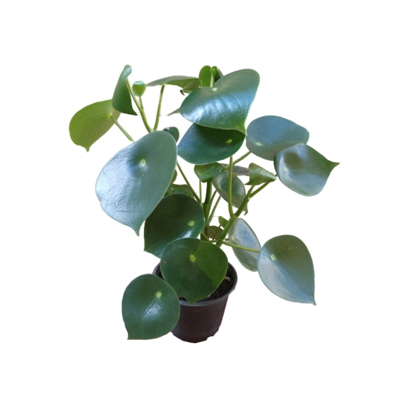 Peperomia Polybotrya Raindrop Pt14