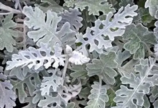 Folhagem Cineraria Maco