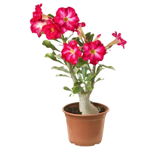 Flor Rosa Deserto Pt 15 Holambra
