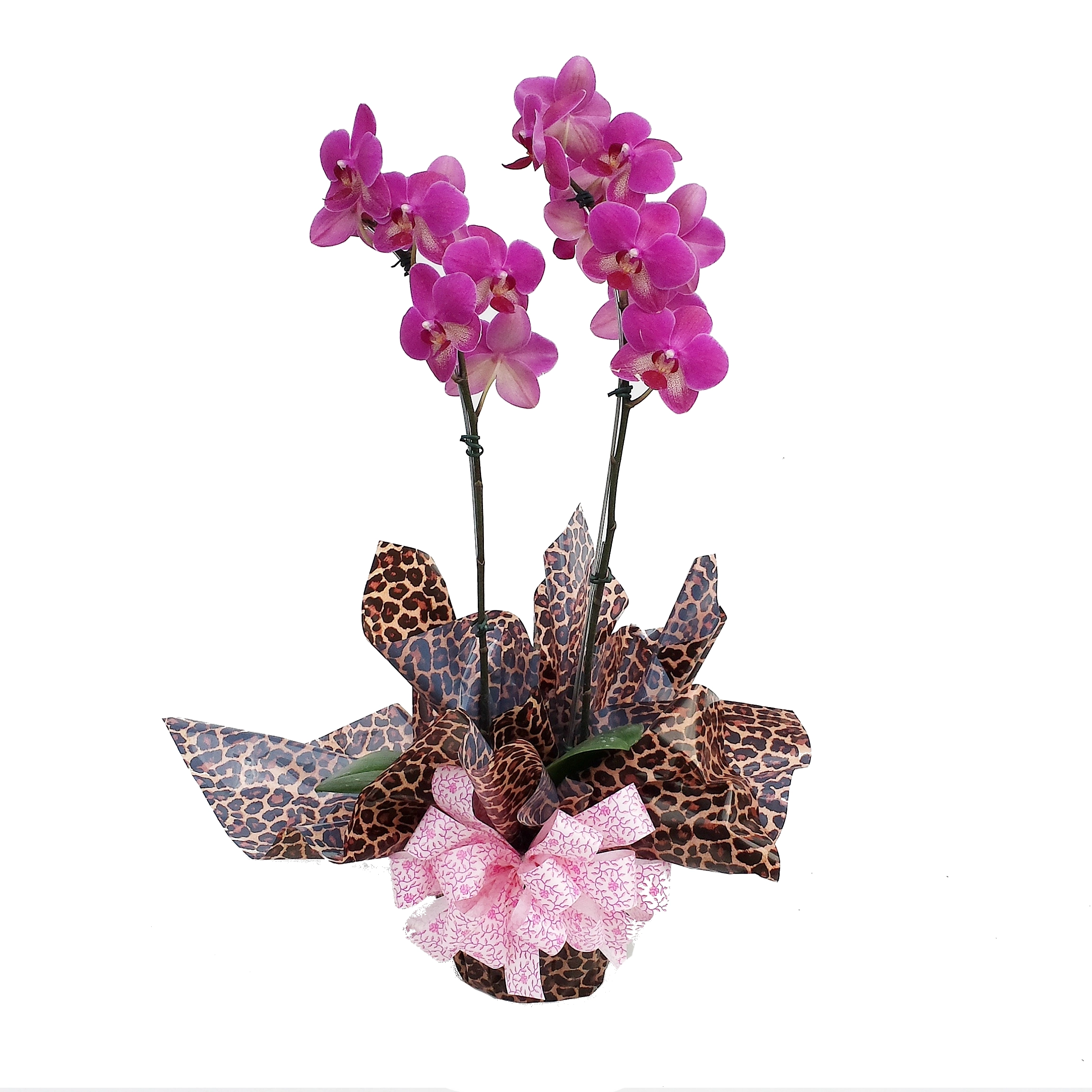 Phalaenopsis P12 Embalagem Especial
