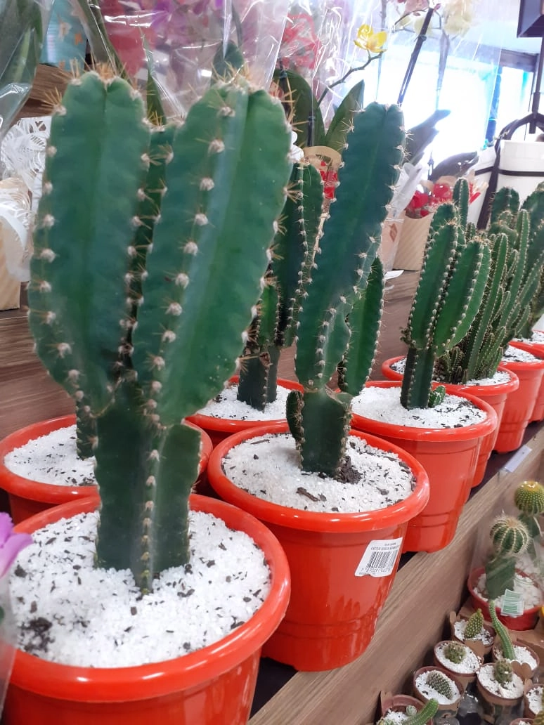 Cactus Cereus P17