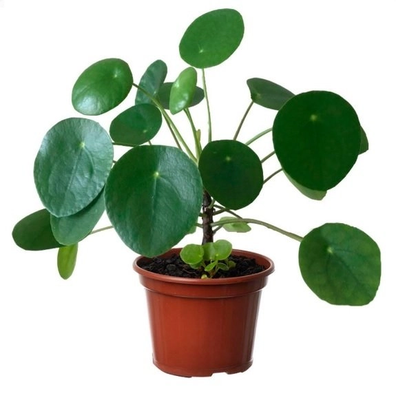 Pilea Peperomioides Pt 18