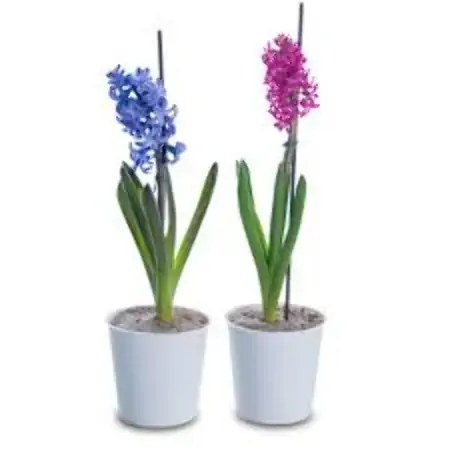 Hyacinthus Pt 12 Decorado