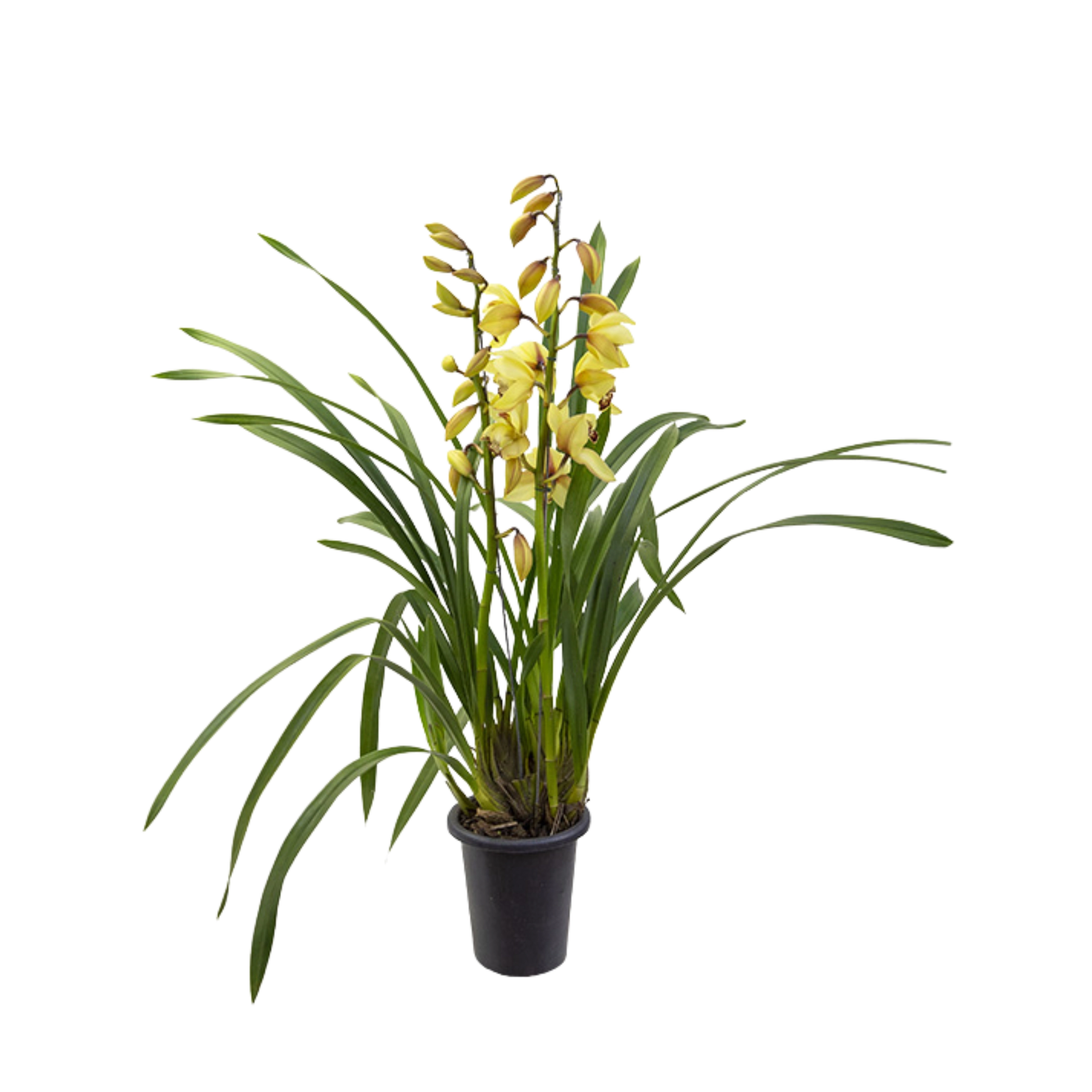 Flor Cymbidium P18 Amarelo Min 2ht