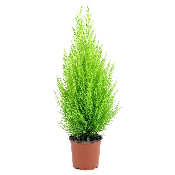 Planta Thuia Holandesa Pote 9