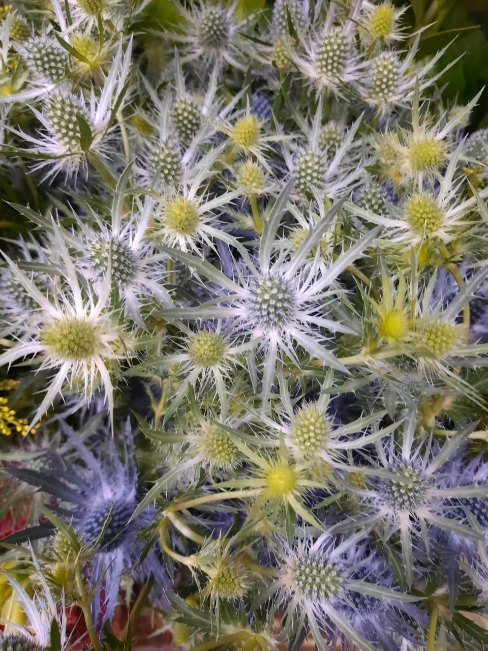 Eryngium Maco