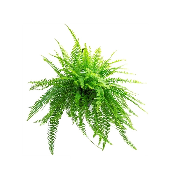 Planta Sam America C21