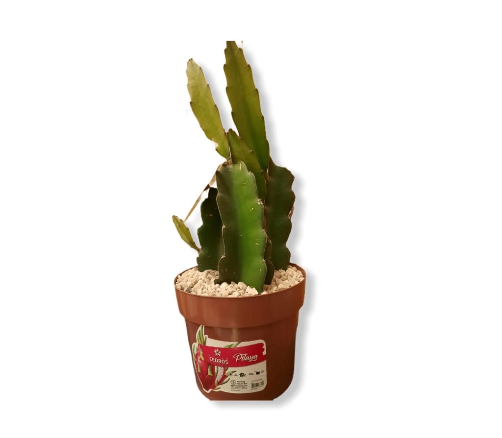 Pitaya Pt 20
