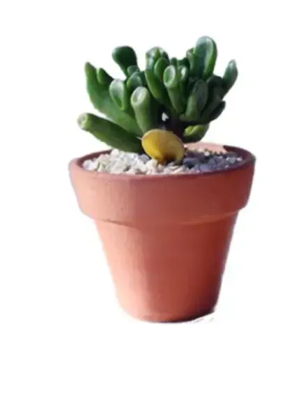 Suculenta Pt 05