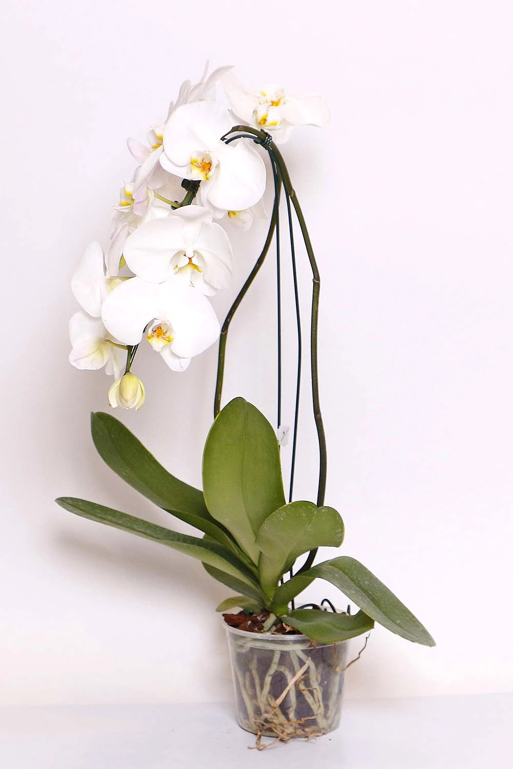 Orquidea Phale Cascata P 15 Branco 8 Flo