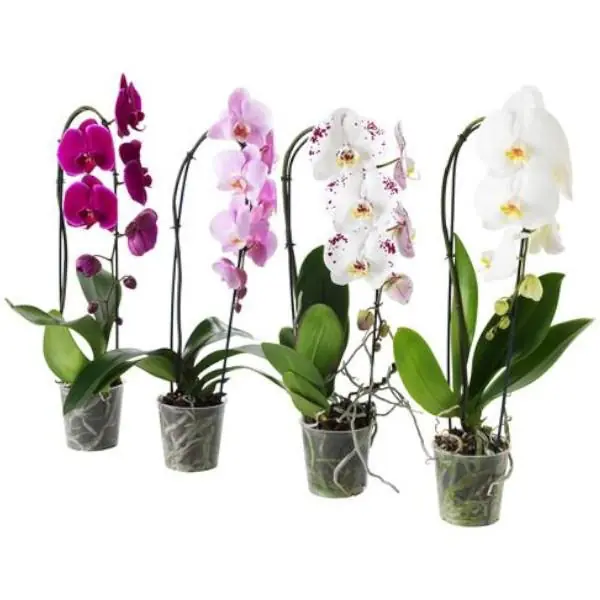 Flor Orquidea Bom Jesus Phalaenopsis Cascata Pt15