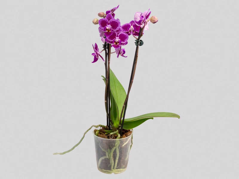 Flor Phalaenopsis Mini P06 2hastes