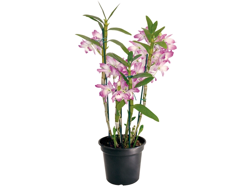 Flor Orq Dendobrio