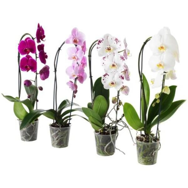 Flor Orquidea Phalaenopsis P15 Cor Sortida Benassi