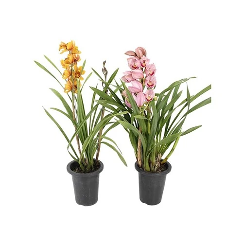 Flor Cymbidium P18