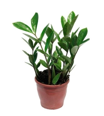 Zamioculcas Mini P11