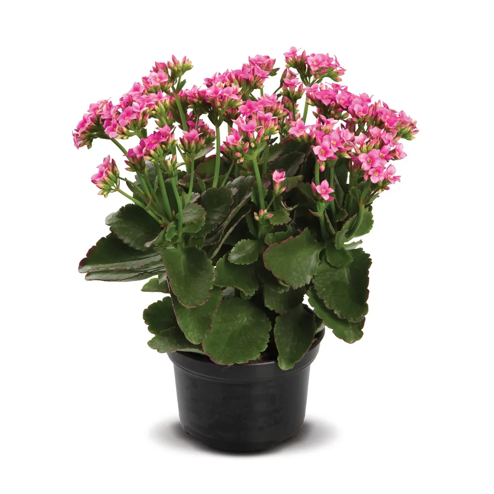Flor Kalanchoe Bicolor P11