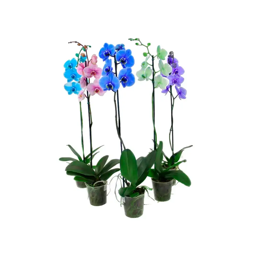 Phalaenopsis Tingida Pt 12 2 Ht