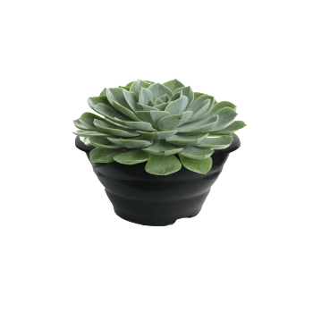 Echeveria P09 Quadrado Especial