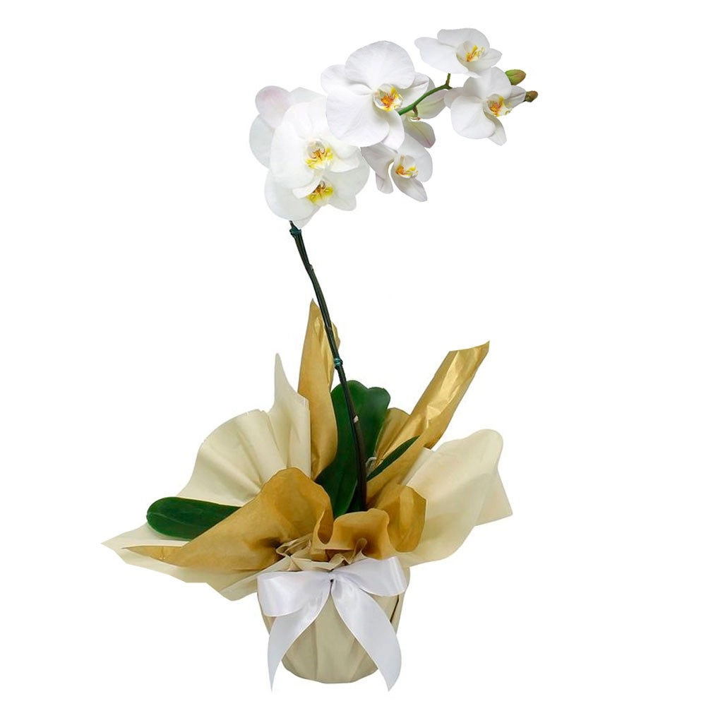 Phalaenopsis Cascata Un