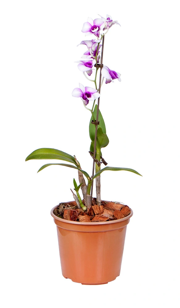 Flor Orq Denphalen Mini P 12 1haste