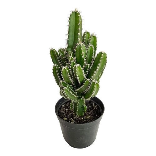 Cactus Castelo P11