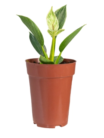 Flor Philodendron Birkin P12