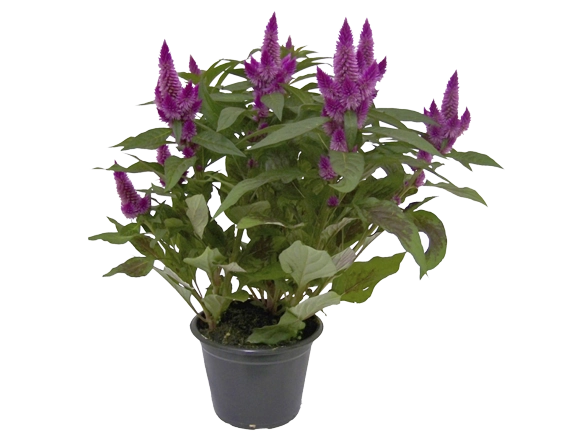 Flor Celosia pote 15