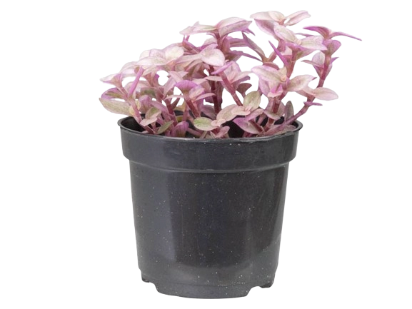 Tostao Rosa C13