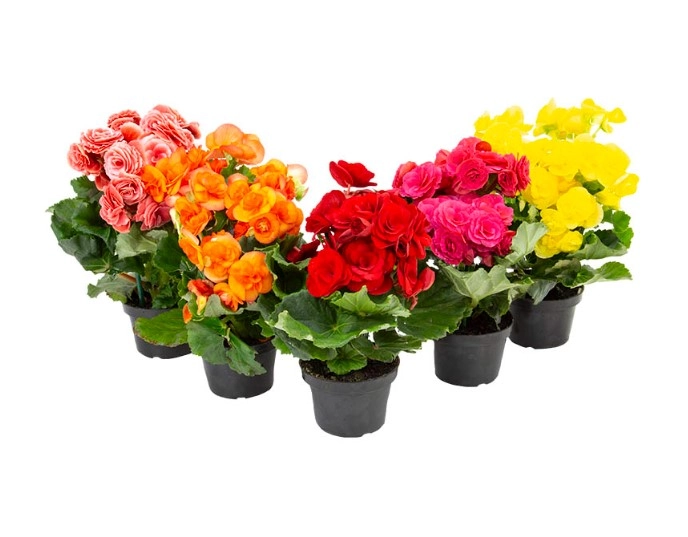 Begonia Maculata P13