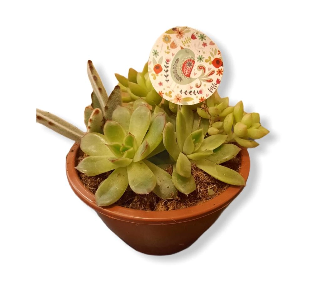 Mix Suculenta E Cactus C
