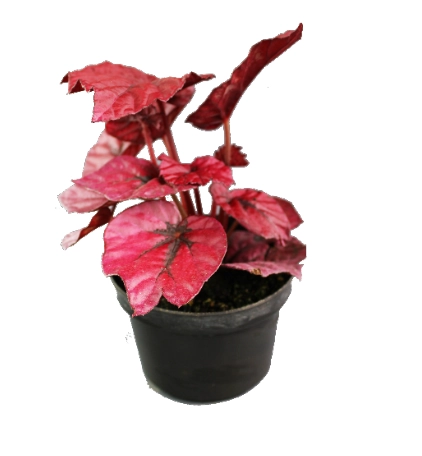 Planta Begonia Beleaf Hart Flor P11