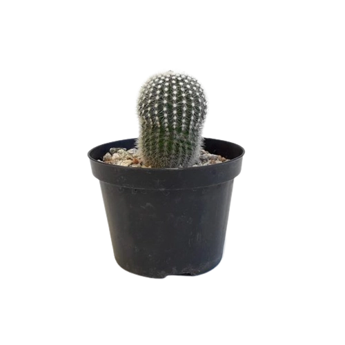 Planta Cacto Gymnocalycium Mihanovichi Ca 08
