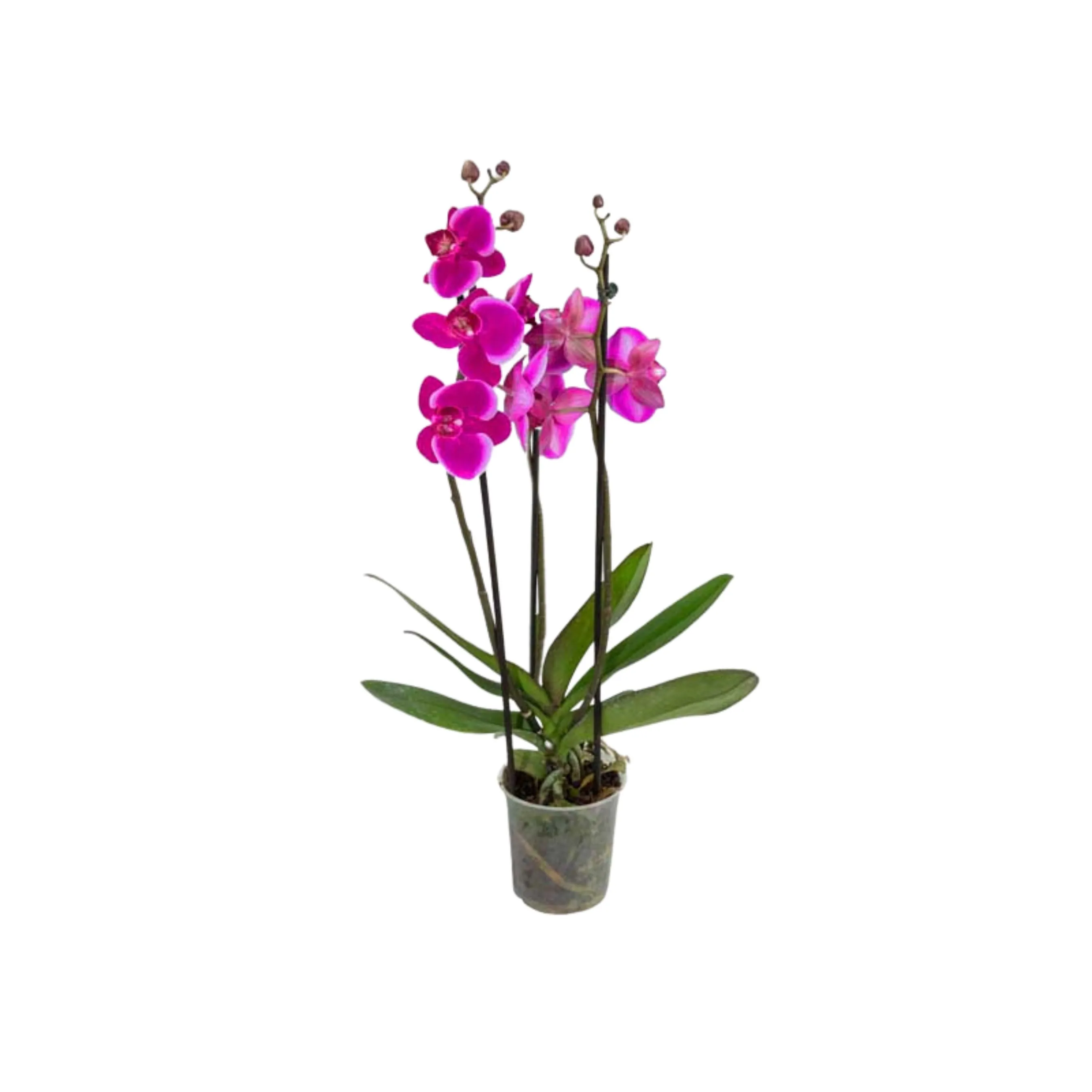 Flor Orquidea Phalaenopsis P8