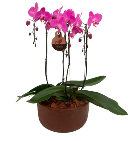 Flor Phalaenopsis Cascata 4 Plantas P30 Und