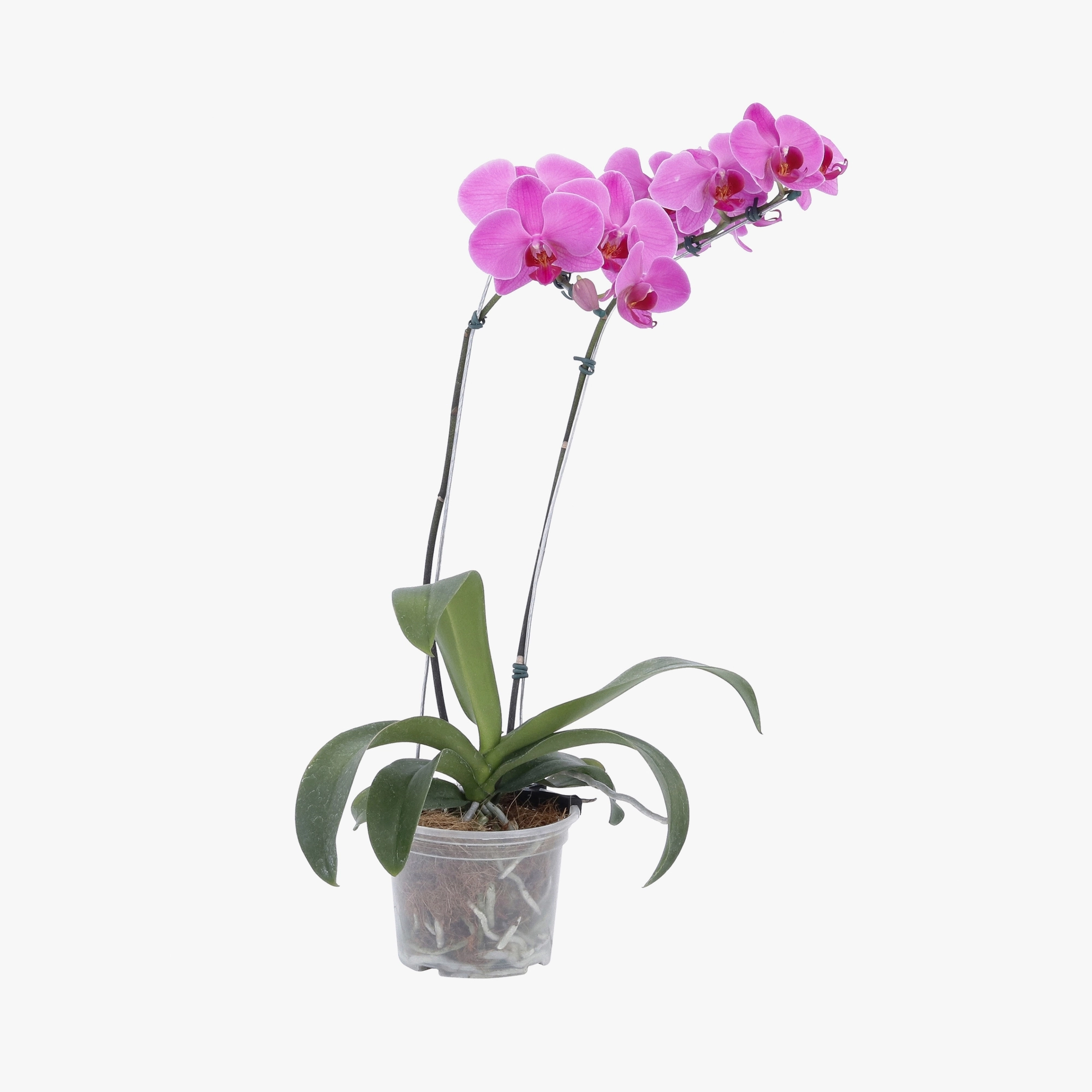 Phalaenopsis P12 2 Ht Premium