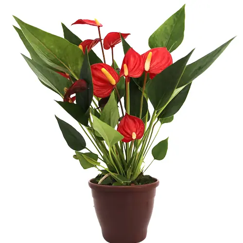 Anthurium Mini Million F Pure P09