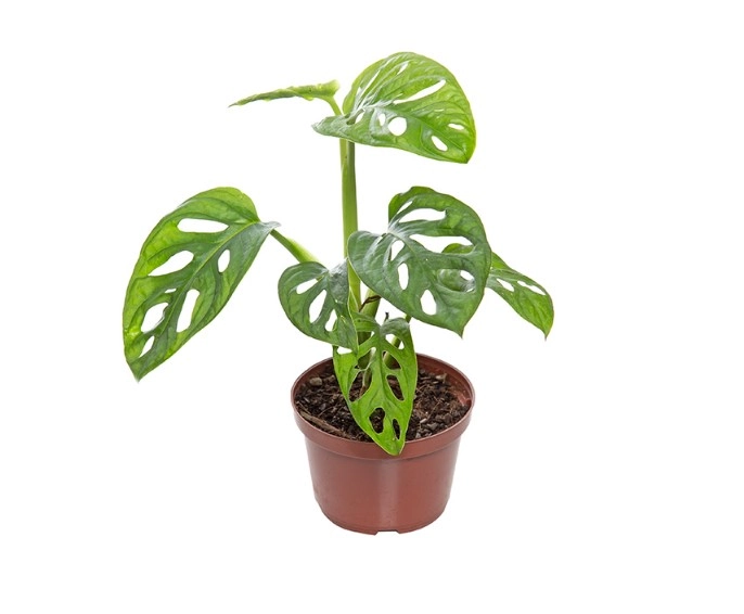 Flor Monstera Obliqua Bom Jesus C18