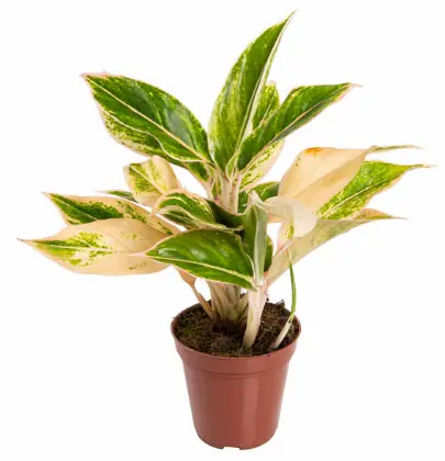 Aglaonema Pink Aurora P12