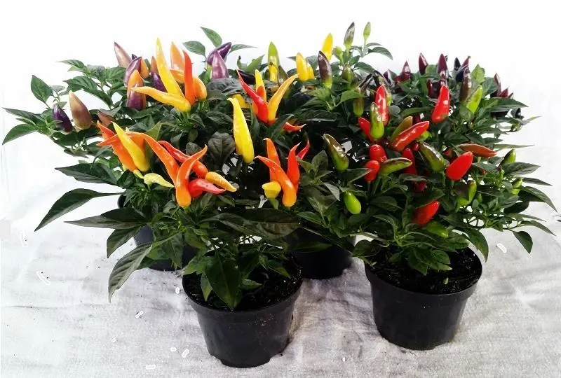 Planta Pimenta Bahia Variado P14 Und