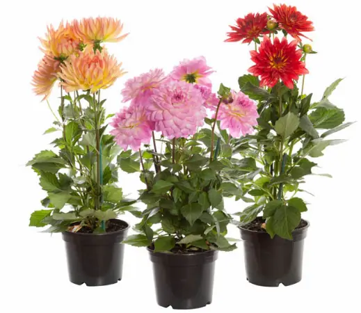 Dahlia Xxl P15