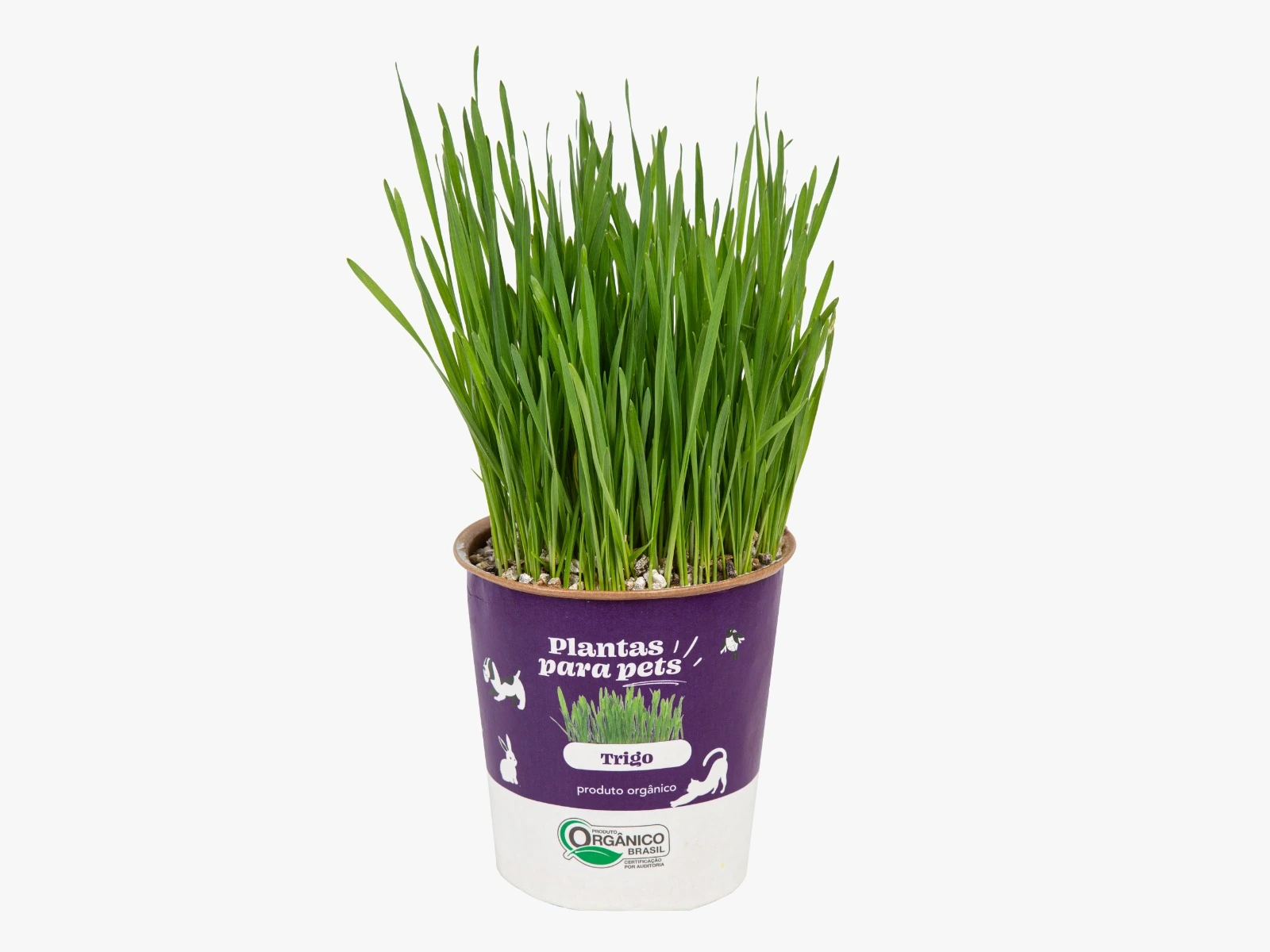 Plantas P/ Pets Pt10 Trigo