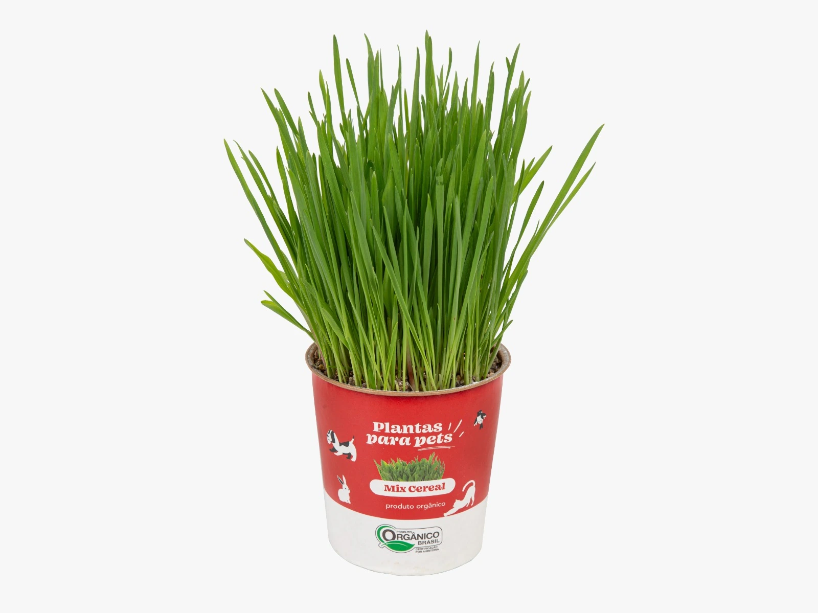 Plantas P/ Pets Pt10 Misto